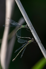 David Plant Photography - Wildlife Photography - Willow emerald damselfly - B